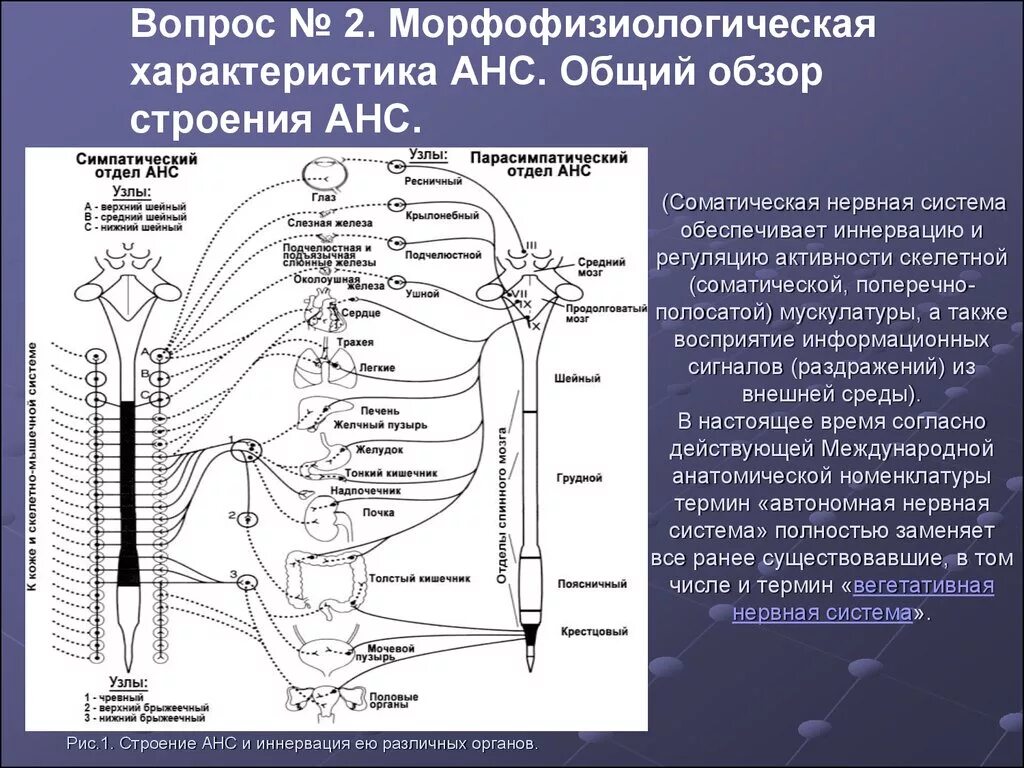 Органы иннервируемые соматическим отделом