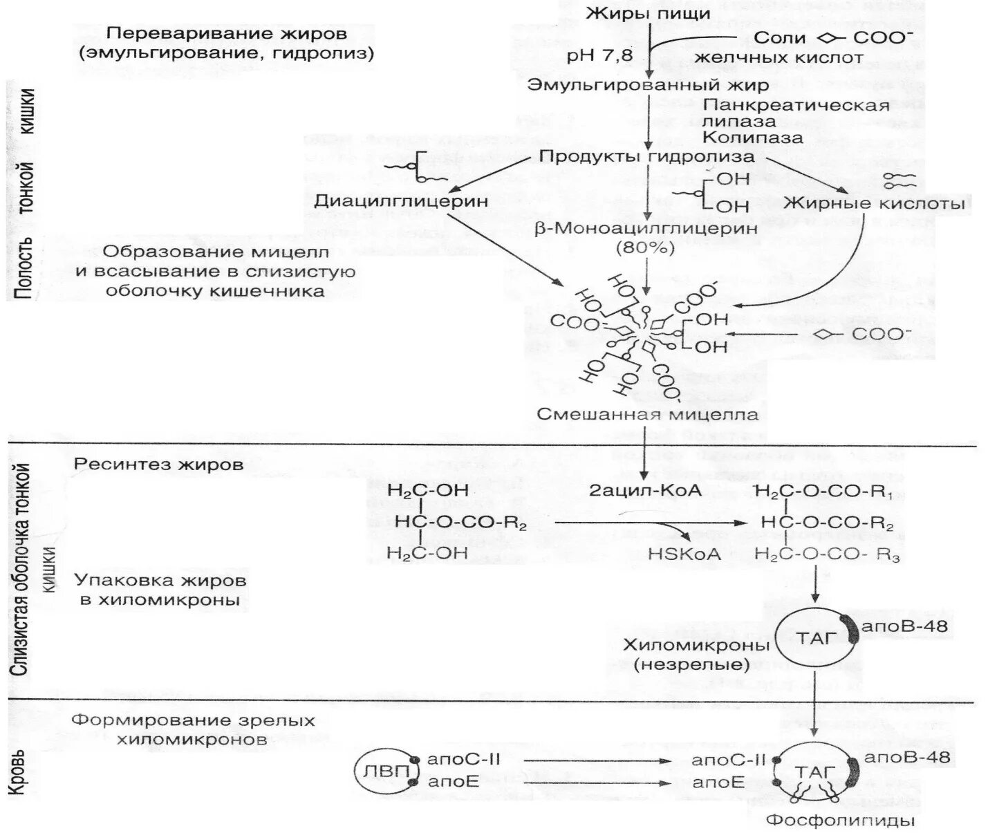Жирные кислоты в печени. Схема переваривание жирных кислот. Схема переваривания липидов. Эмульгирование жиров схема. Всасывание липидов в ЖКТ биохимия.