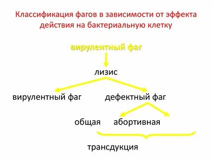 Принципы классификации бактериофагов