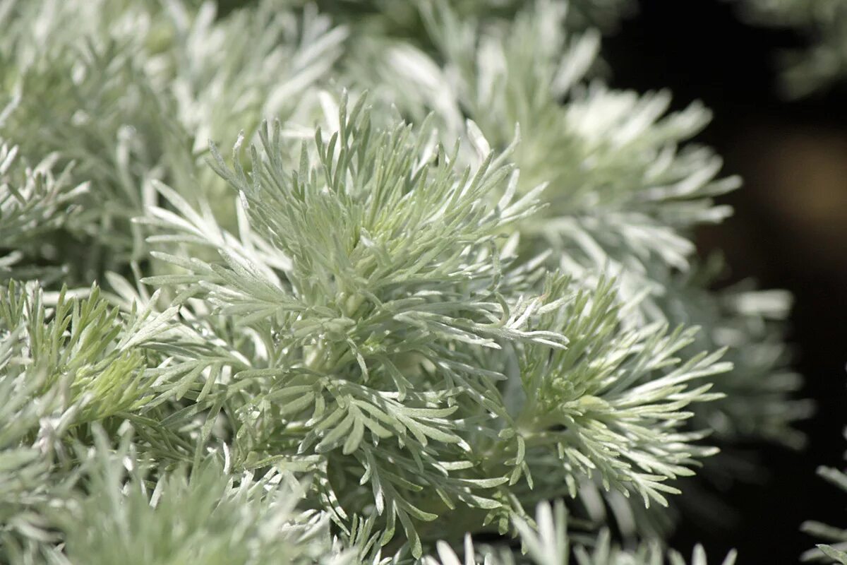 полынь artemisia arborescens powis. полынь 3. полынь 3. полынь зеленая. полынь обыкновенная зеленая.