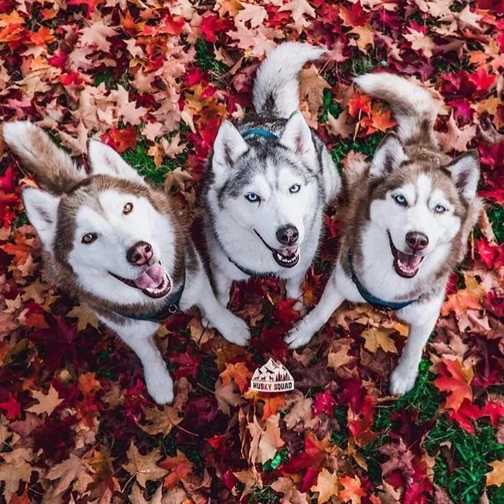 Порода собак хаски. Аляскинский маламут и сибирский хаски. Беспородная хаски. Много лаек. Лайки собаки много.