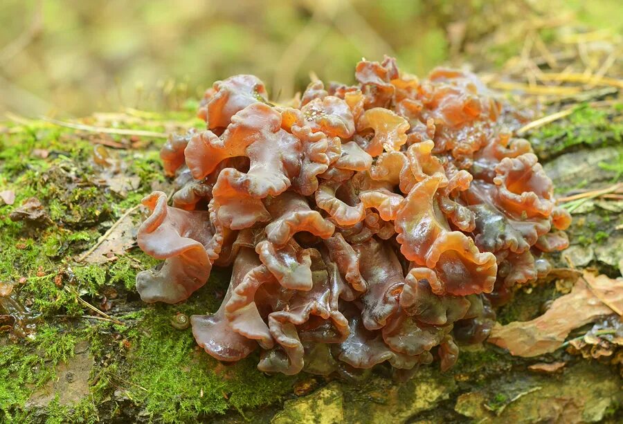 Дрожалка листоватая. Phaeotremella foliacea. Дрожалка листовая гриб. Дрожалка оранжевая гриб.