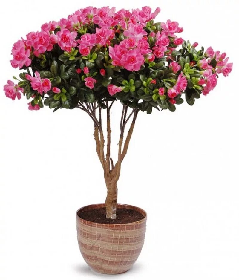 азалия индика бонсай. бонсай цветок. магнолия дерево в горшке. цветок дерево банзай. бугенвиллия сакура.