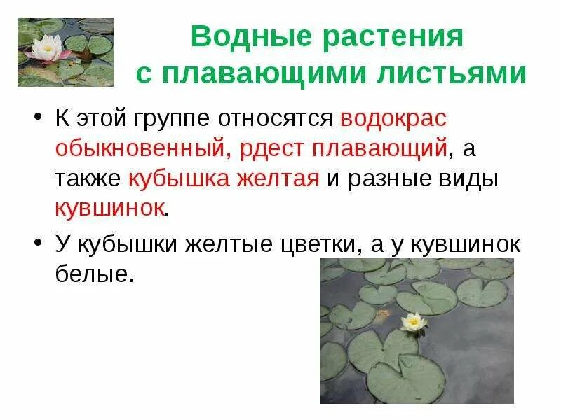 Кувшинка относится к группе. Водные растения с плавающими листьями. Группы растений по отношению к воде. Экологические группы растений по отношению к воде. Группы растений по отношению.