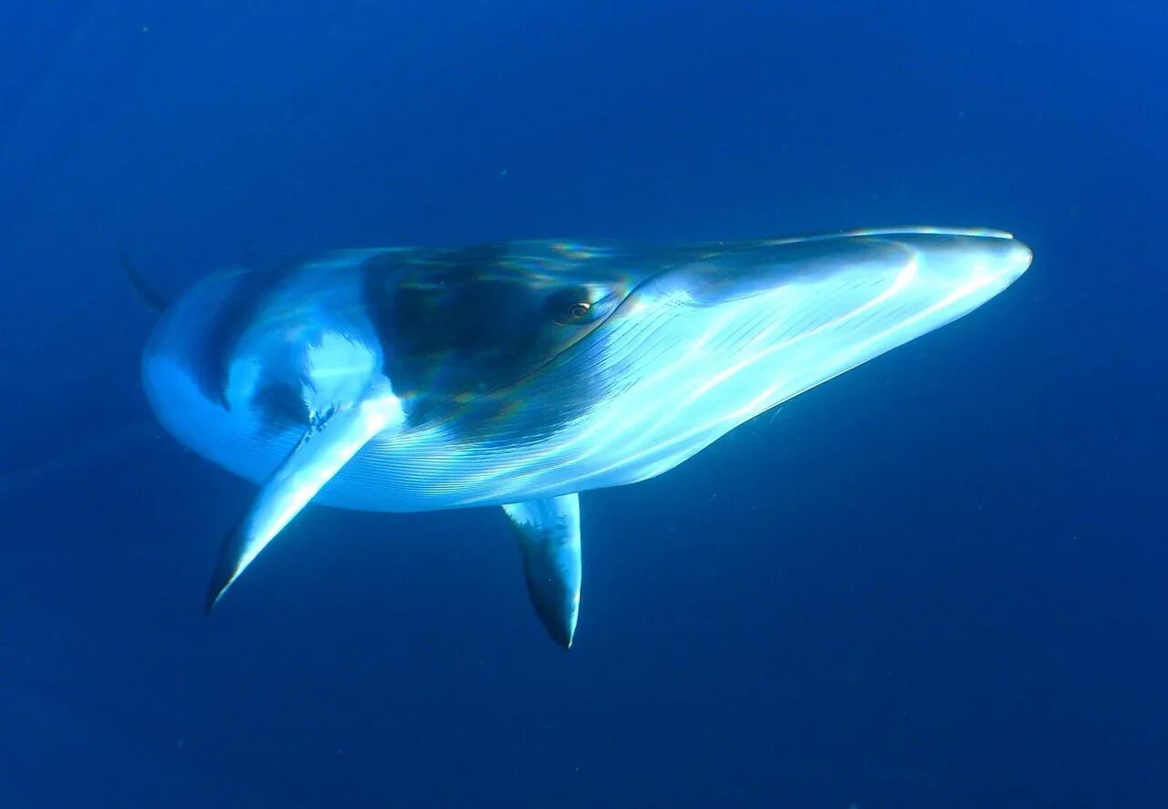 Финвал сельдяной кит. Сейвал (ивасевый кит). Финвал (Balaenoptera physalus). Сейвал и Финвал. Киты водятся в море