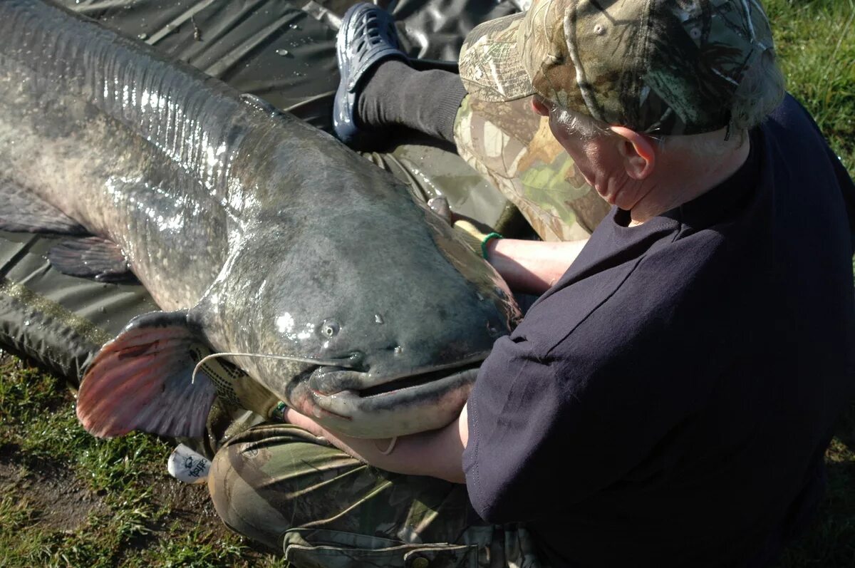 Рыба 5 метров. Giant Catfish. Сом рыба самый большой.