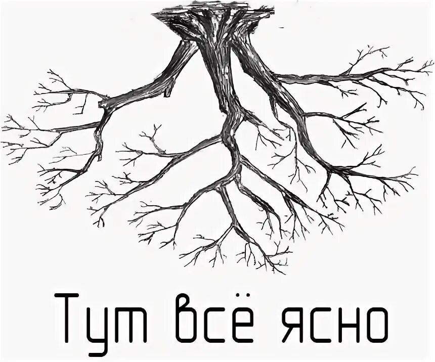 Хрен. Корень валерианы. Valeriana officinalis корень. Клавикорона коробчатая. Повернулся корень.