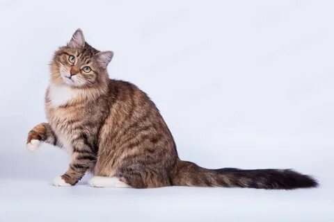 Сибирская кошка окрасы