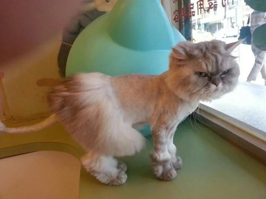 Где можно подстричь кота. Стрижка котов. Креативные стрижки котов. Стрижки для персидских котов. Стрижка котов под Льва.
