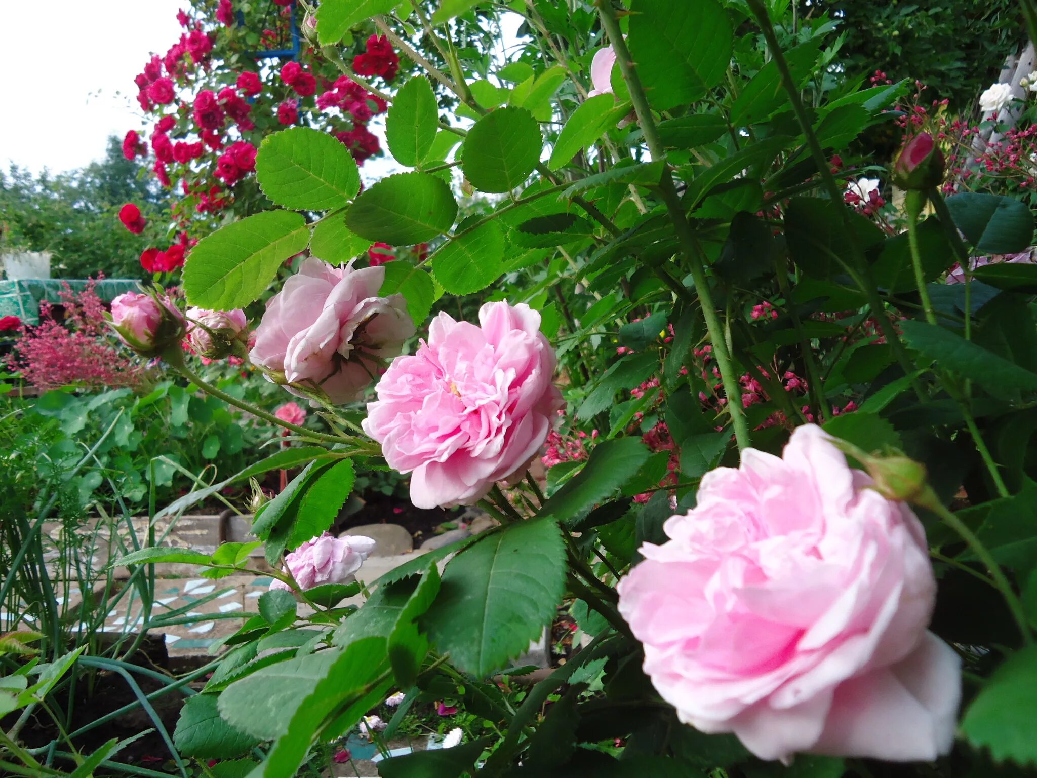 роза кустовая барбадос сад. роза хантер. чехов в саду фото. роза альков плетистая. роза плетистая роуз гарден.