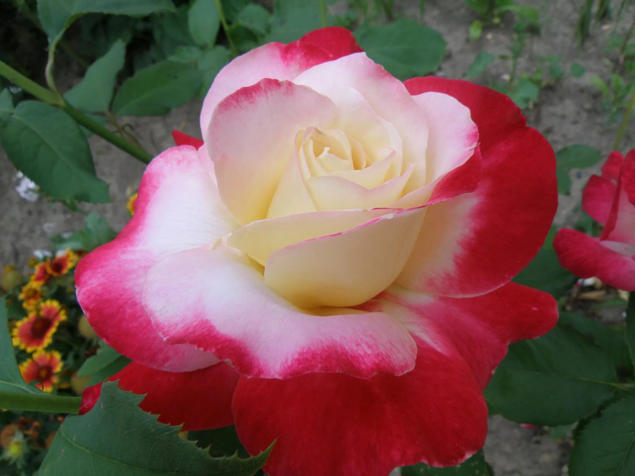 Розы хамелеоны плетистые. Розы хамелеоны сорта. Сорт больших роз