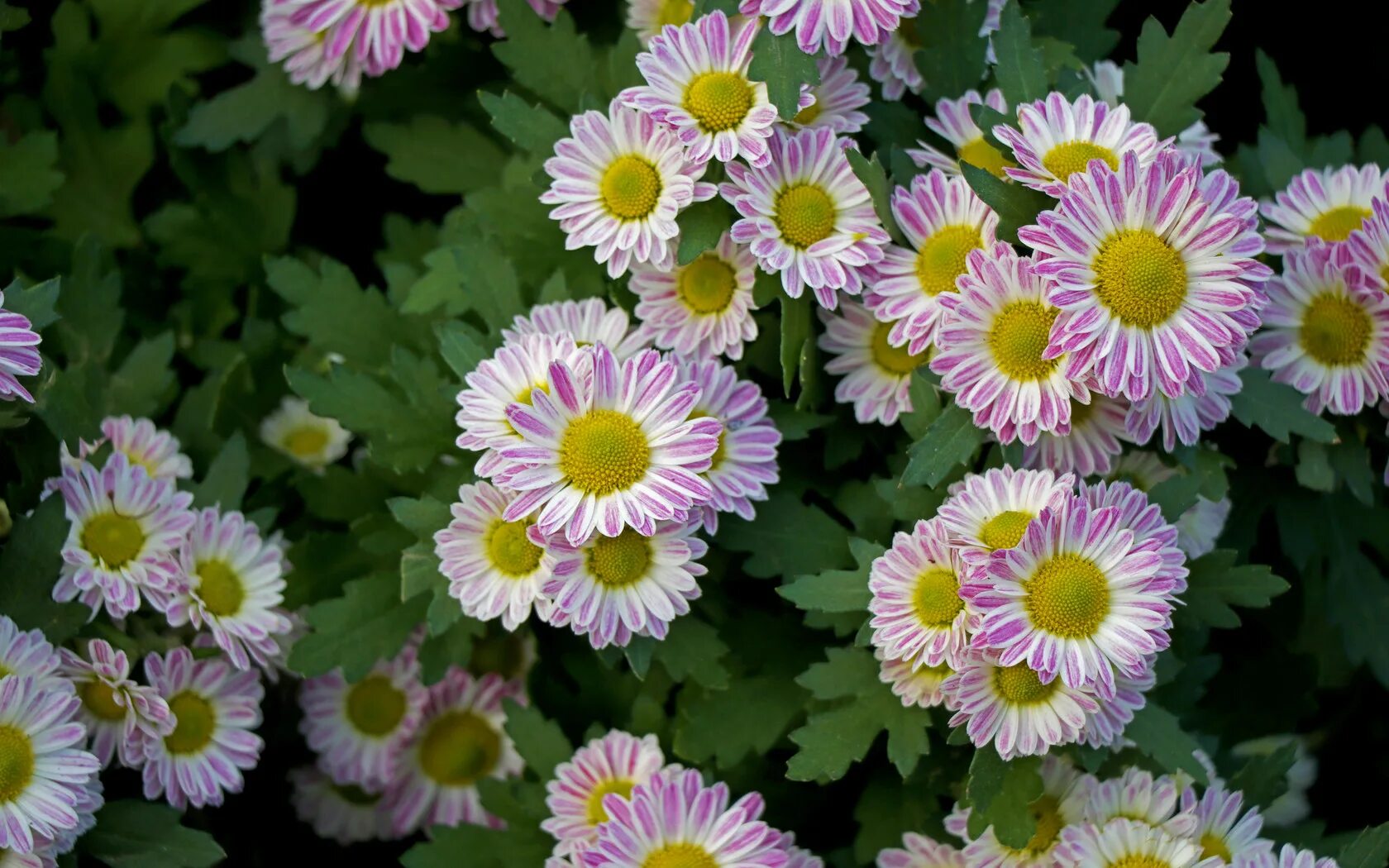 Japanese Chrysanthemum: A Stunning Flower for Your Garden