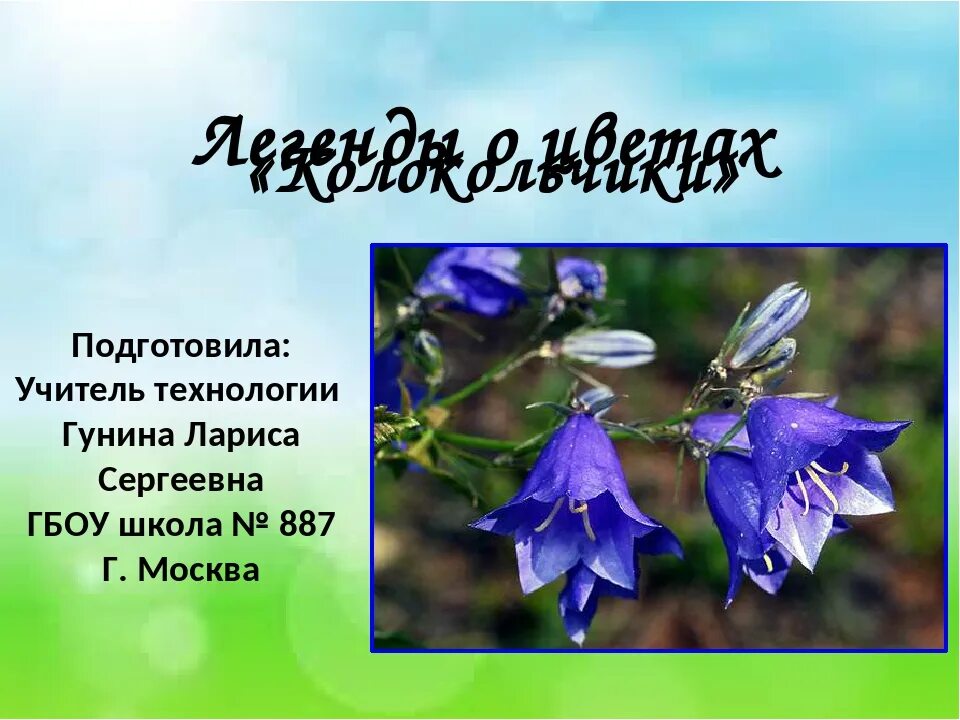 Описание колокольчика. Легенды о колокольчиках цветах. Легенда о колокольчике цветке. Колокольчик Легенда о цветке для детей. Колокольчик назван так