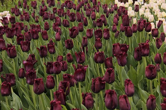 Mad about tulips: 7 things to know about the blooming bulbs at Gardens by the Ba