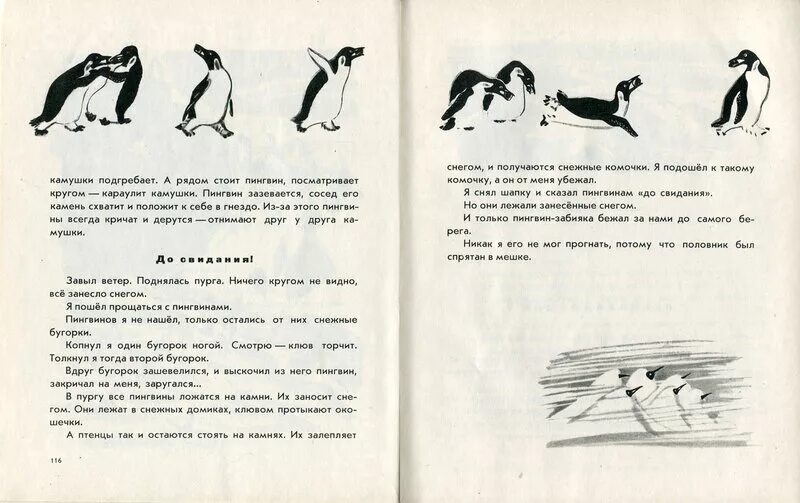 Среди пингвинов есть и драчуны найти глагол. Иллюстрации к рассказам снегирева про пингвинов. пингвиний пляж рассказ г.снегирева. пингвины снегирев пингвиний пляж. иллюстрации из книги про пингвинов снегирев.