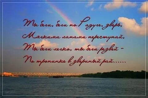 Соболезнования коту