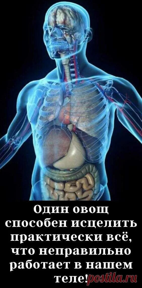 Способное исцелить. Рентген человека с органами. Бесполезные органы у человека. Противности нашего тела. Влияние гаджетов на скелет человека.