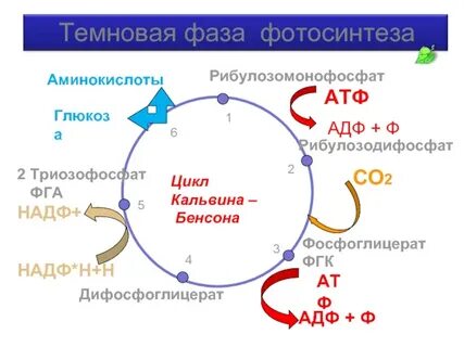 Восстановление надф фаза