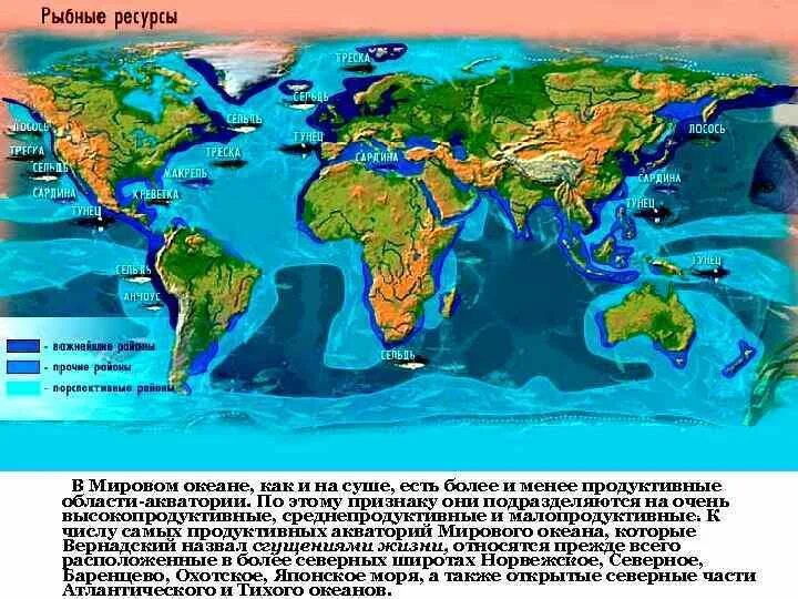 На сколько океанов делится мировой океан. Характеристика мирового океана. статистика мирового океана. наиболее загрязненные акватории мирового океана. характеристика карты мирового океана.