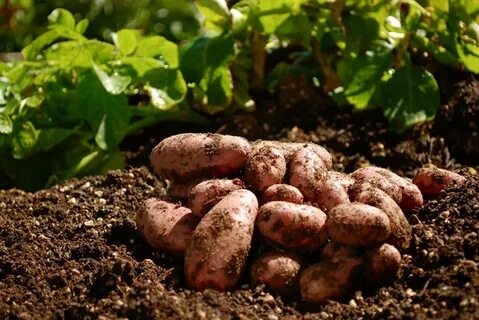 Условия выращивания картофеля