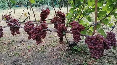 Алиса виноград