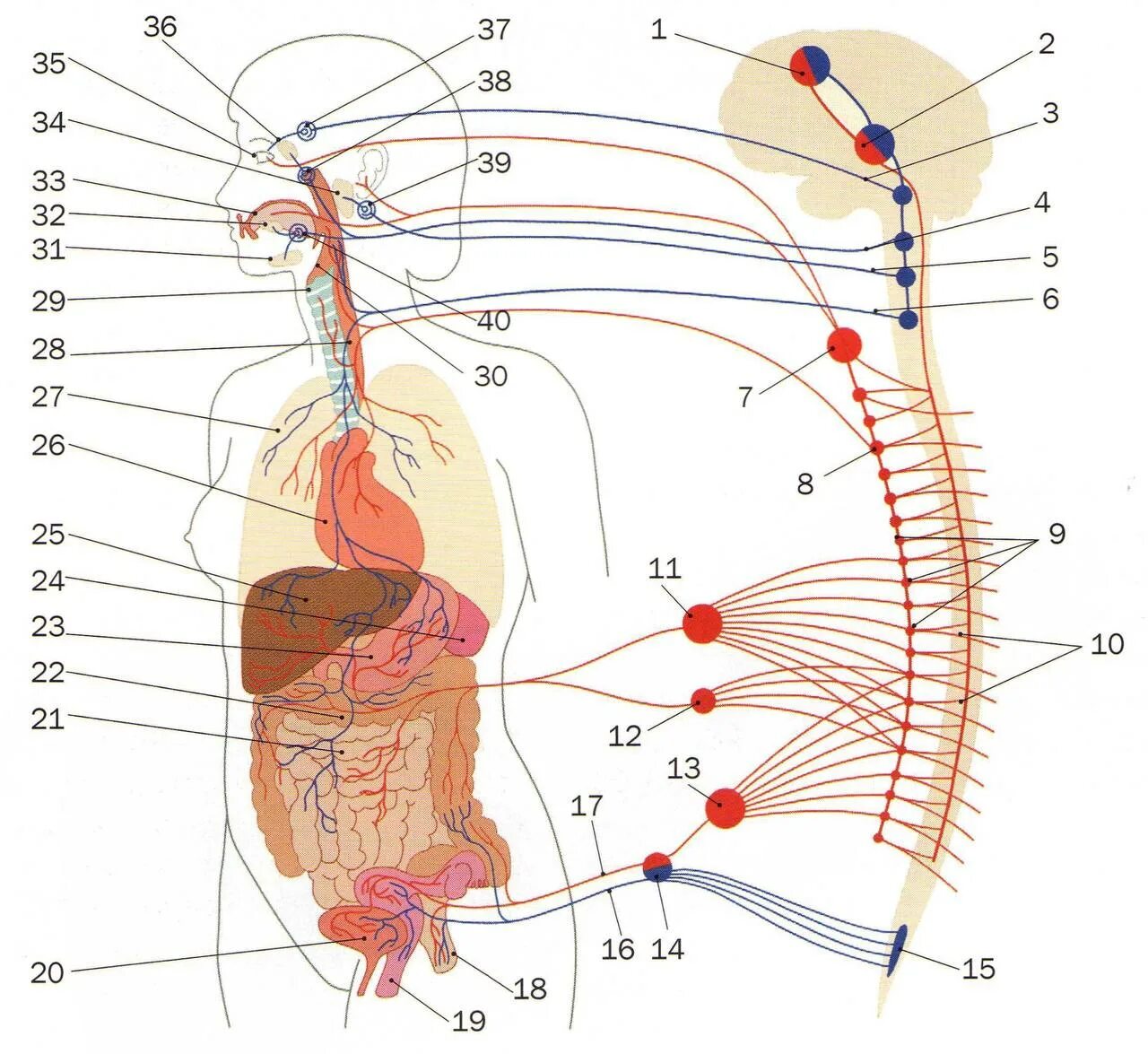 Вегетативная нервная система схема. Вегетативная нервная система анатомия схема. Ганглии симпатической нервной системы. Ганглии вегетативной нервной системы.