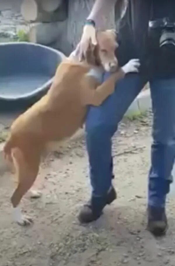 Собака подбежала к нему ему. Собака журналист.