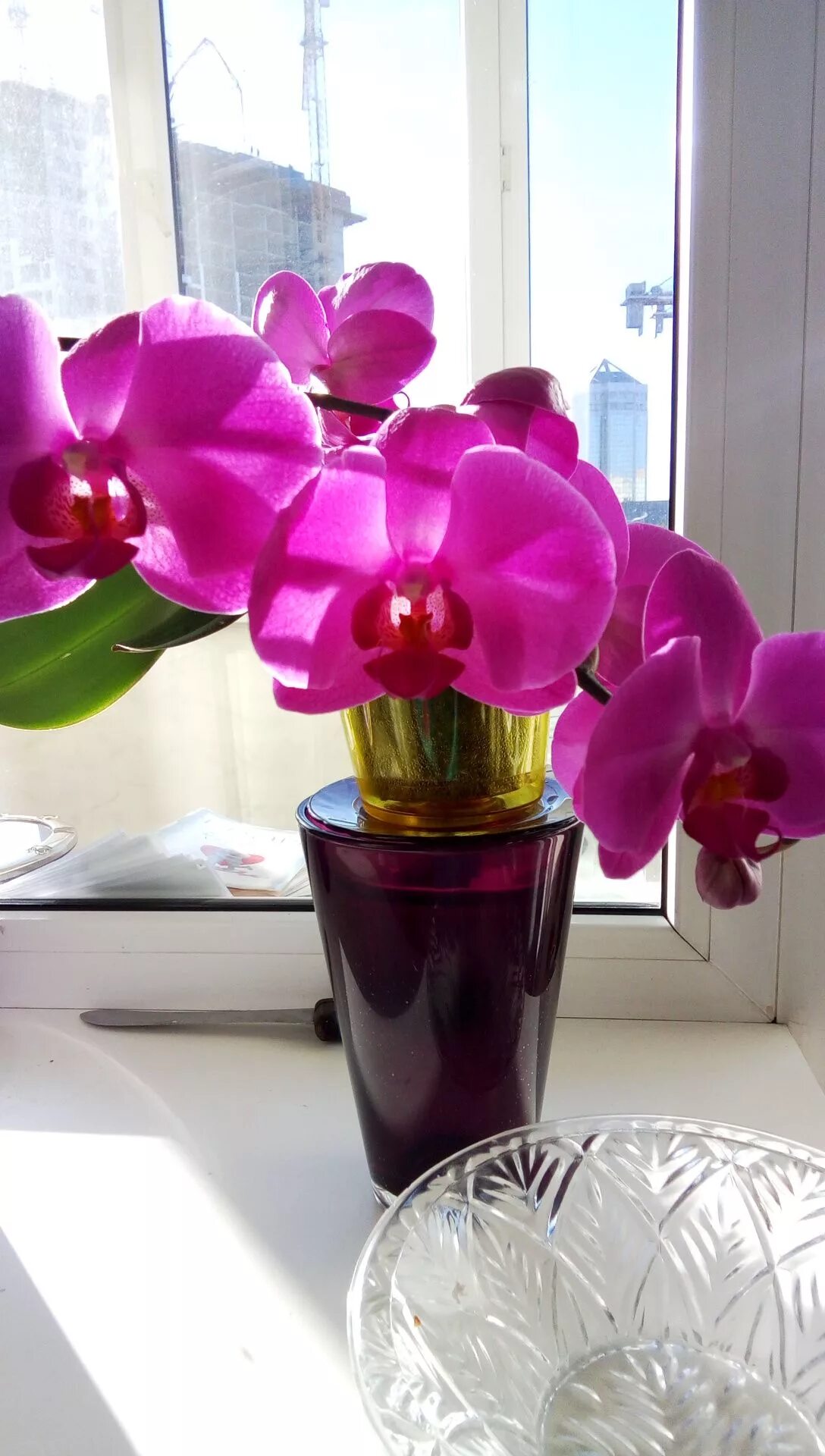 Чтобы цвели орхидеи в домашних