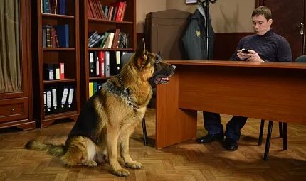 Возвращение мухтара 2 бесплатный