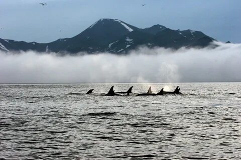 Японское и берингово море