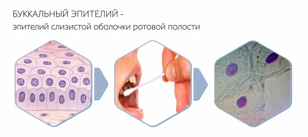 Клетки слизистой полости рта. Клетке буккпльного эпителич. Клетки буккального эпителия человека. Клетки буккального эпителия строение. Цитологическое исследование эпителия слизистой оболочки полости рта.