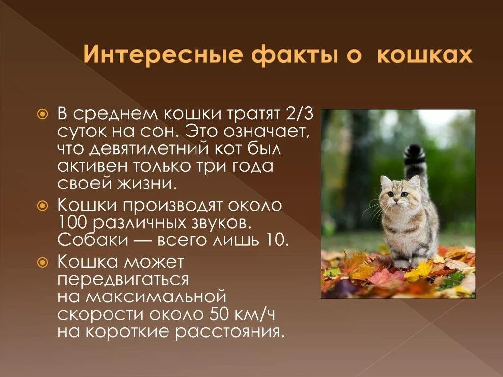 Жизнь кошечек