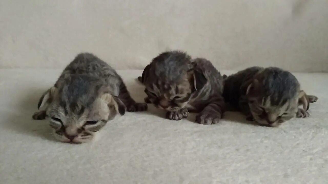 Сколько дней после рождения котята открывают глаза. Новорожденные котята Шотландские вислоухие. Котята открывают глаза. Вислоухие котята 2 недели. Шотландская вислоухая котята 2 недели.