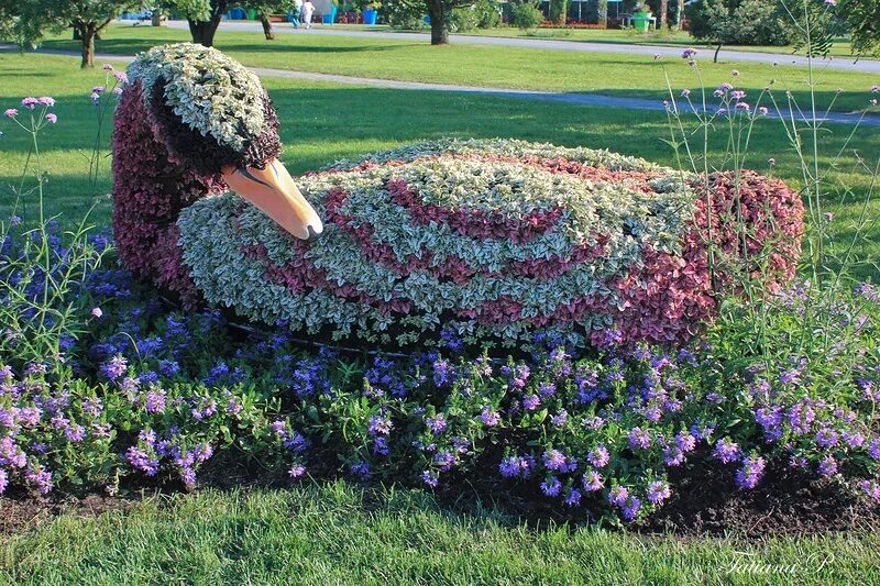 Клумбы киева. Выставки цветов в саду. Цветочная выставка. Композиции клумб. Фигуры из цветов в саду.