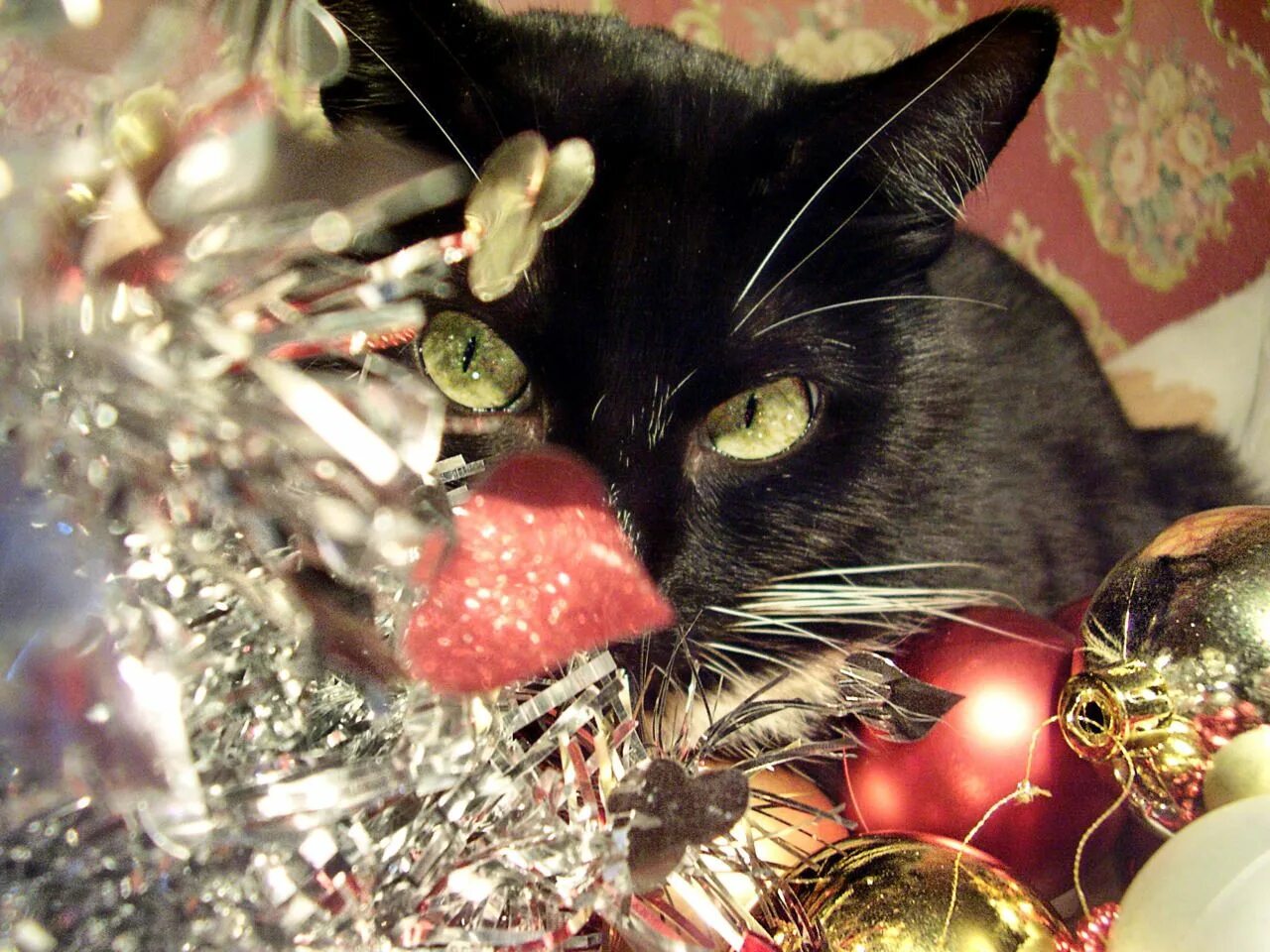 Кошечка последний. Новогодние коты. Новогодний черный кот. Кот новый год. Кошка и Новогодняя елка.