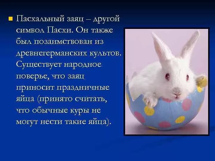 Кролик символ Пасхи. Почему сивол Пасхи зая. Почему кролик символ Пасхи. Заяц символ пасхи