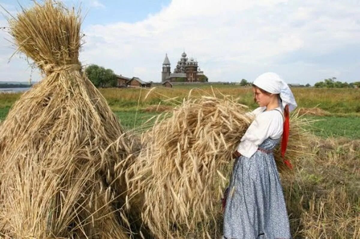 Хлеб сноп. Скирда сноп. Хлебный сноп. Сноп соломы.