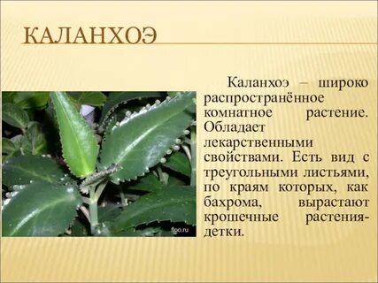 Каланхоэ польза