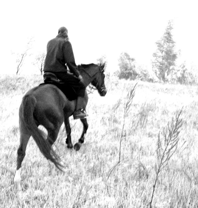Наездник на лошади. Человек на коне со спины. Человек верхом на лошади. Конь и всадник.