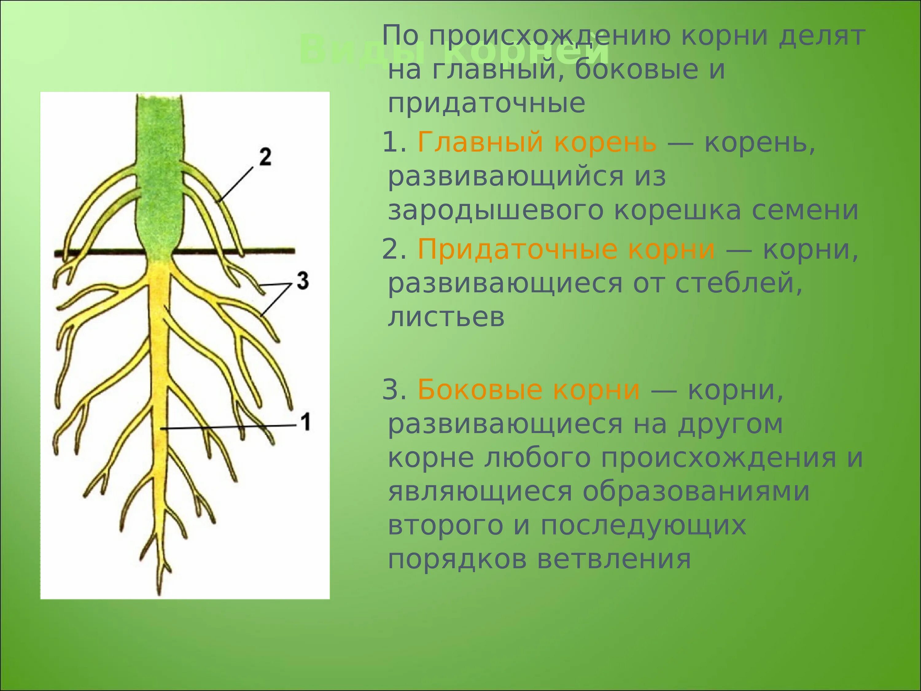 Придаточные корни и боковые корни. Корень (ботаника).