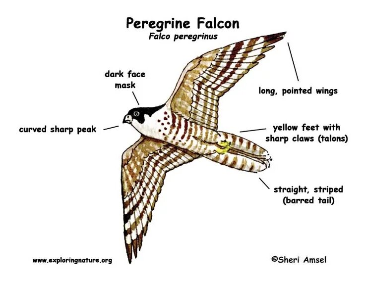Сокол балобан птенцы. Falcon перевод на русский. Falcon перевод на русский. Хищные птицы с подписями. Сокол сапсан клюв.