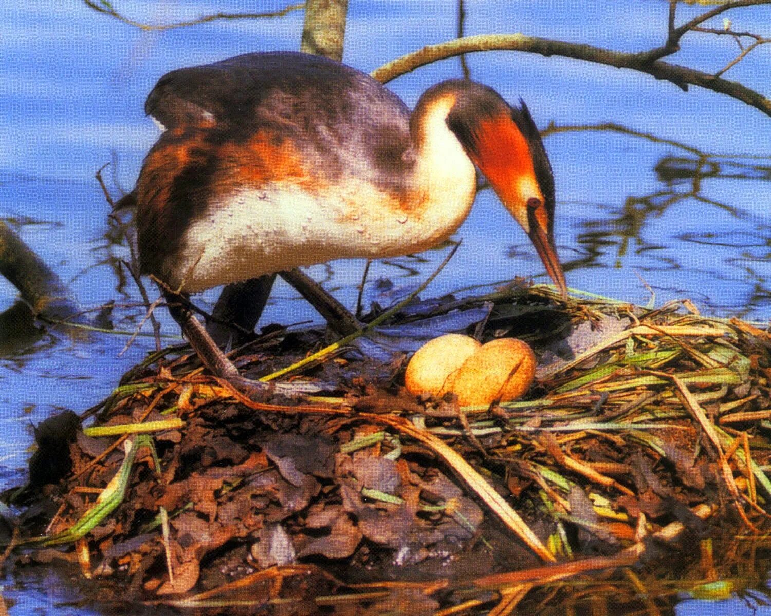 Поганка чомга птица. Утка поганка чомга. Чомга (Podiceps cristatus). Чомга или большая поганка. Поганка питание