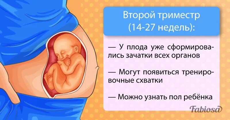 Сколько триместров в году. Триместры беременности. 2 Триместр недели. Первый триместр это сколько недель. Третий триместр это что значит.