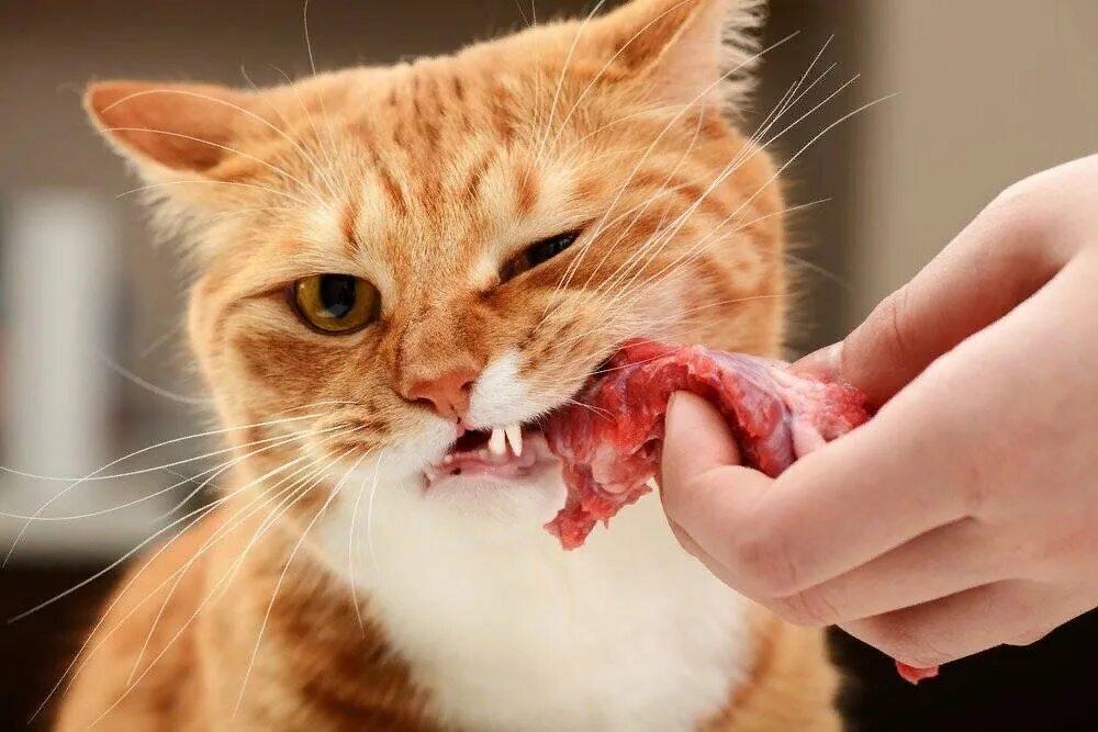Можно ли кошкам. Кошка кушает. Рыжий кот кушает. Котик кушает.