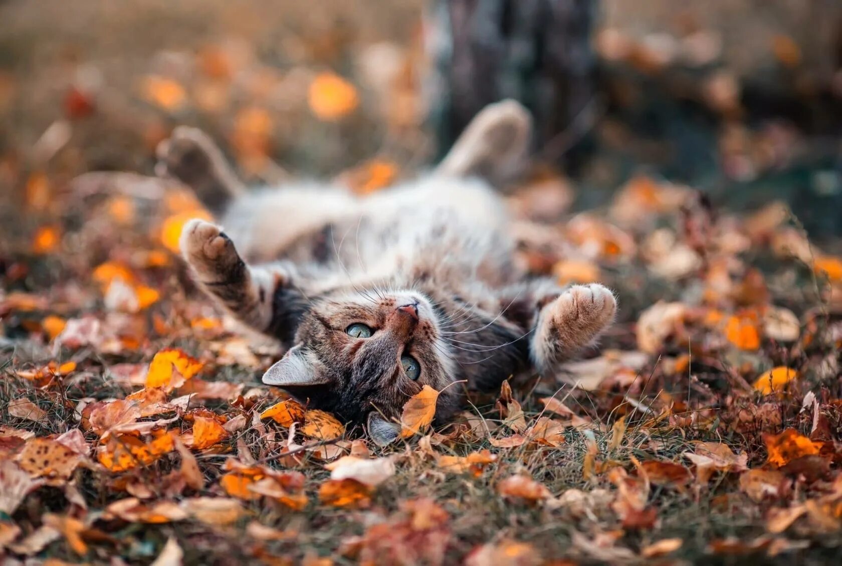 Кот листик. Кот осень. осенний котик. котики осенью. кот и листопад.