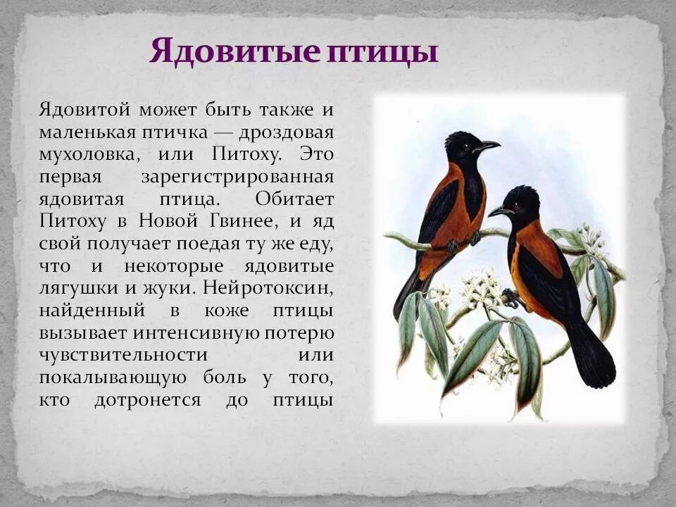 Преудивительная у нас водится птичка основная мысль. Ядовитая птица питоху. Дроздовая мухоловка питоху. Интересные факты о ядовитых птицах. Самые необычные птицы сообщение.