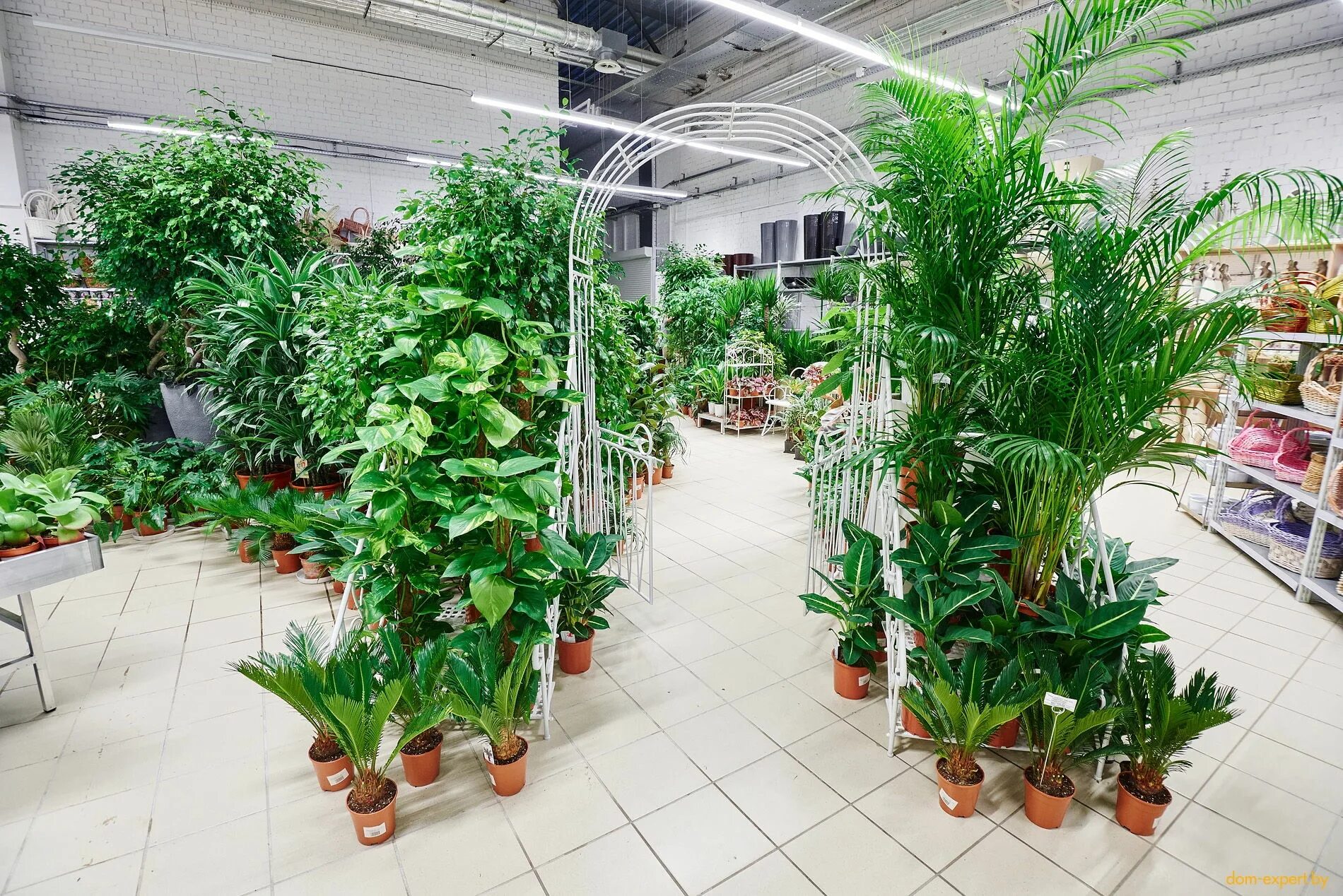 Дом цветов минск. Магазин комнатных растений. крупномерные комнатные растения. магазин растений для дома. крупномерные растения для дома.