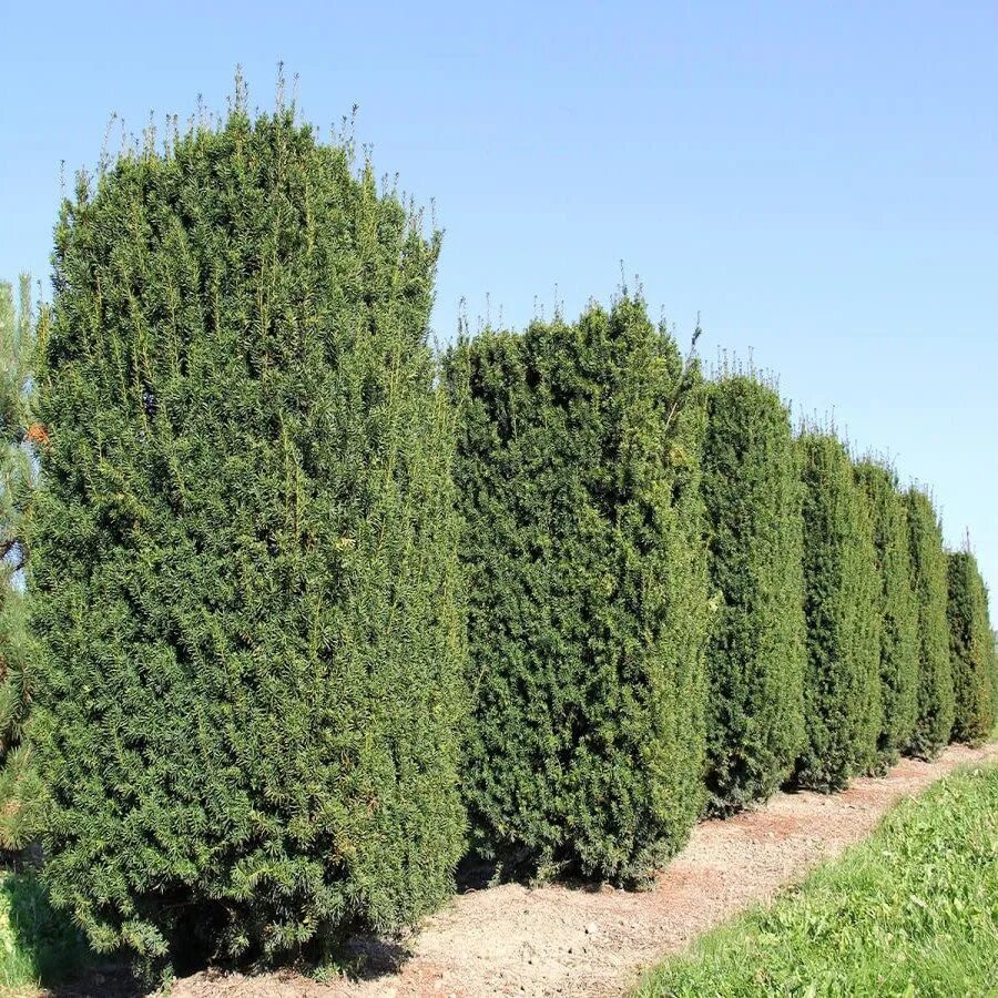 Тис taxus. Тис средний хикси. Тисс taxus media hillii. Тисс хикси. Taxus media hicksii тис средний хикси.
