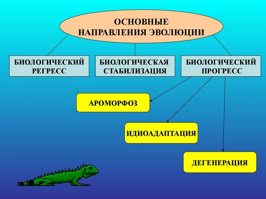 Примеры идиоадаптаций у организмов класса млекопитающих