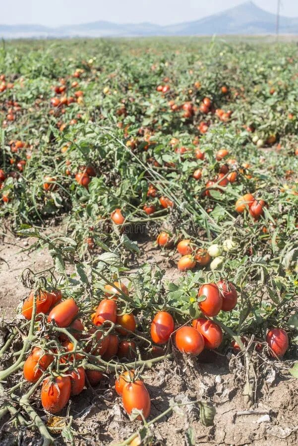 О происхождении HiPP Organic